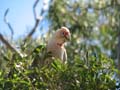 Major Mitchell's Cockatoo